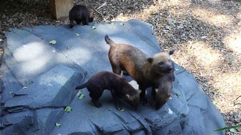 Bush Dog Pups Go Exploring Youtube