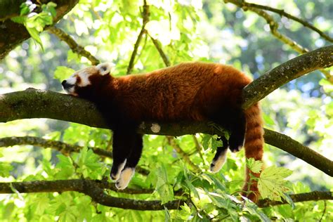The black and white bears are very near to extinction. Nature of China: Places, Plants and Animals