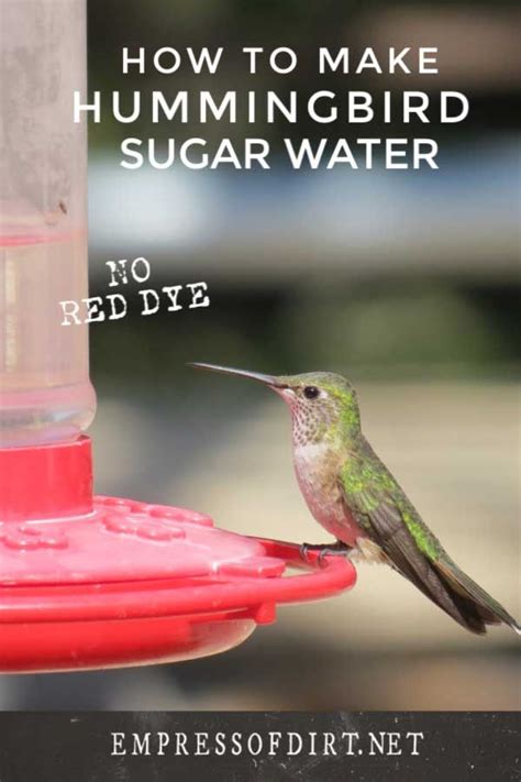 The Best Hummingbird Food Recipe