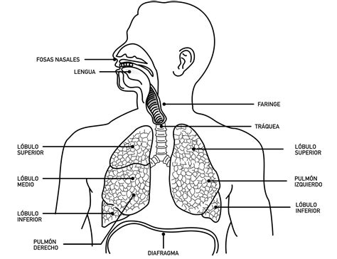 Definición De Sistema Respiratorio Órganospartes Funciones E