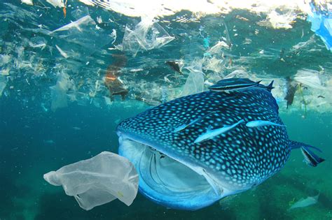 Ocean Plastic Pollution Australian Marine Conservation Society