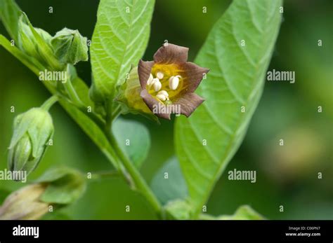 Deadly Nightshade Atropa Belladonna Flowering Twig Stock Photo Alamy