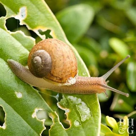 10 Common Garden Pests To Look For On Your Plants And How To Get Rid Of
