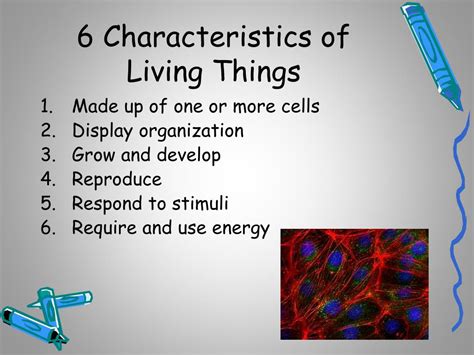 Ppt 6 Characteristics Of Living Things Powerpoint Presentation Free