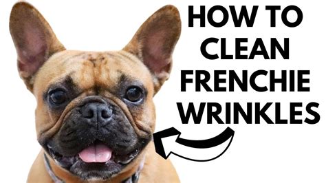 How To Clean French Bulldog Wrinkles Youtube