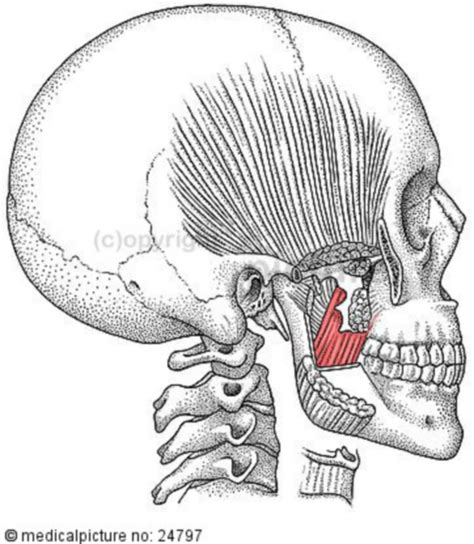 Cranium With Medial Pterygoid Muscle Doccheck