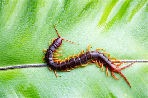 What Is The Difference Between A Millipede And Centipede Terminix