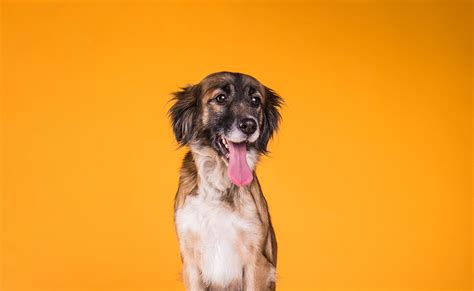 Spay & Neuter - Vet in Berea | MetroPet Veterinary Clinic