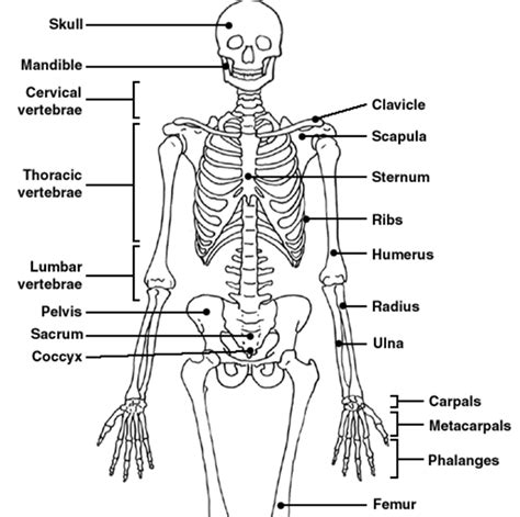 Label Diagram Of Skeleton