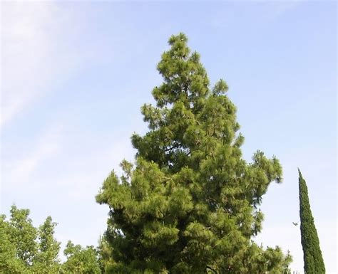 Tree Identification Pinus Canariensis Canary Island Pine