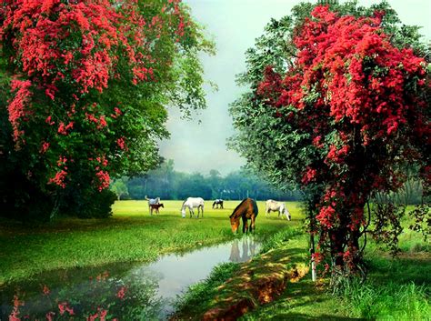 42 Horses In Springtime Wallpaper On Wallpapersafari