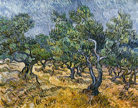 Olive Grove Vincent Van Gogh