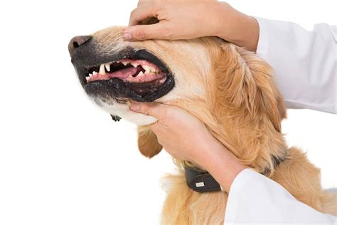 Stomach And Intestinal Ulcers In Dogs Symptoms Causes Diagnosis