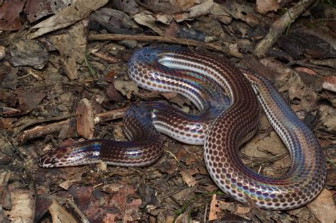 Asian Sunbeam Snake Snakes Of The Philippines · Inaturalist