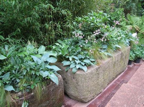 'iceberg' pairs perfectly with any other type of rose, as well as lavender (lavandula) and catmint (nepeta). 64 best Grow: Shade Trough images on Pinterest | Backyard ...