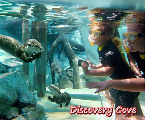 Pin by Fenix Tur on Conhecendo Orlando | Discovery cove orlando, Orlando travel, Orlando theme parks