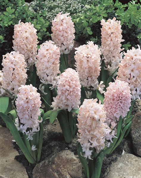 Hyacinth China Pink De Vroomen Garden Products Landscape