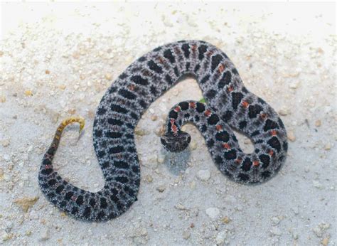 Pygmy Rattlesnake Pictures Az Animals
