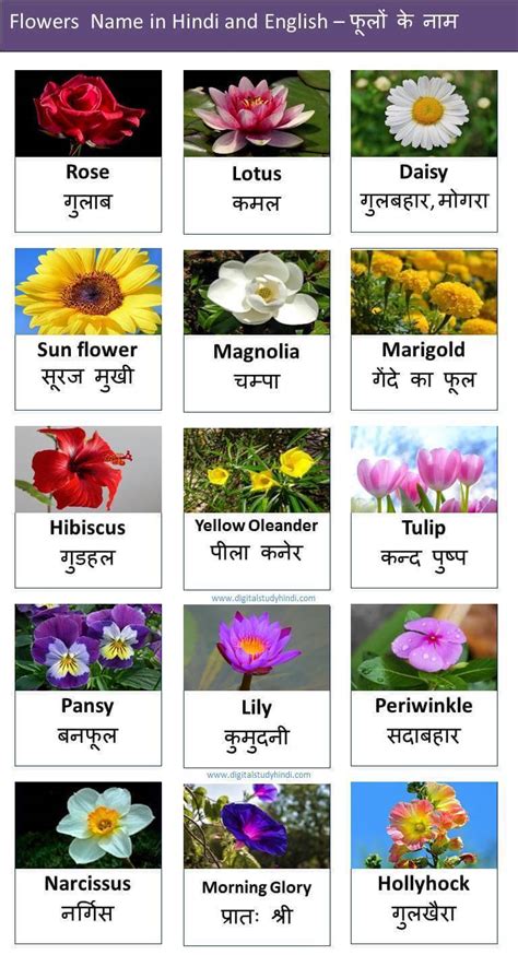 Maybe you would like to learn more about one of these? Flowers Name in Hindi and English | फूलों के नाम