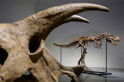 76m Year Old Dinosaur Skeleton To Fetch 8m At Auction In New York Daily Sabah