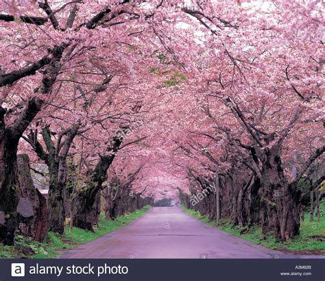 Road Nature Path Trees Cherry Blossoms Stock Photo 2000426 Alamy