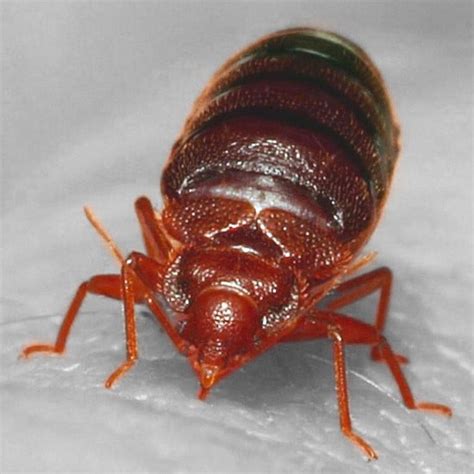 Where Do Bed Bugs Hide An Ultimate Guide