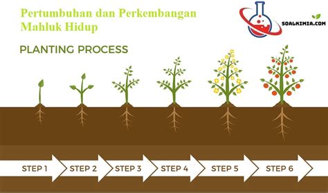 Soal Dan Pembahasan Materi Pertumbuhan Dan Perkembangan Kelas Ipa