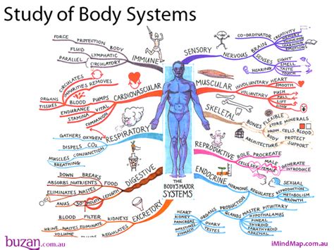 The Human Body Is Surrounded By Many Different Types Of Words And