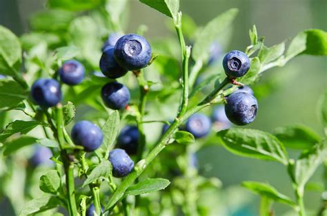 Unusual Edible Berries You Can Grow In Your Garden Stihl Blog