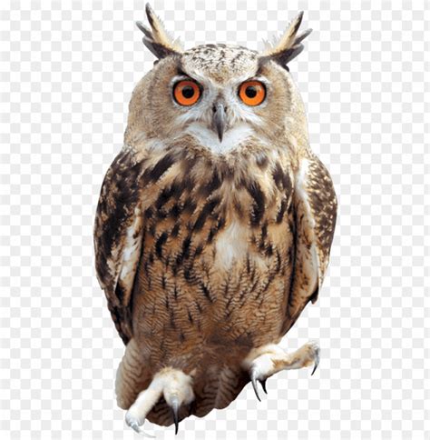 Clip Arts Related To Owl Png Image With Transparent Background Toppng