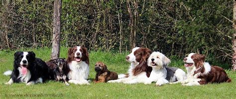 Border Collies And Pals No You Cant Herd Them Border
