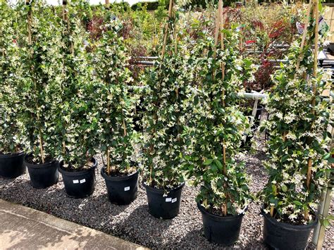 Chinese Star Jasmine Plants For Spaces
