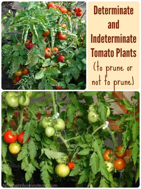 Determinate And Indeterminate Tomato Plants To Prune Or Not To Prune