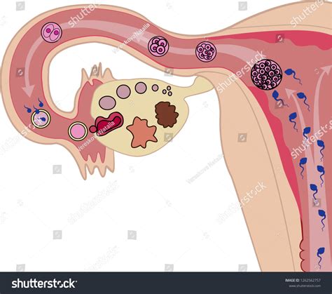 Female Reproductive System Ovulation Process Fertilization Stock Vector Royalty Free