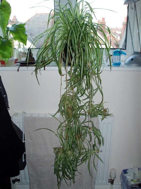This species grows in a clumping manner. Trimming Spider Plant Leaves: How To Prune A Spider Plant
