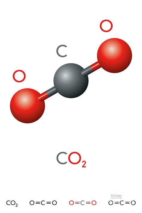 Carbon Dioxide Molecular Model Co Molecular Model Six Wllts