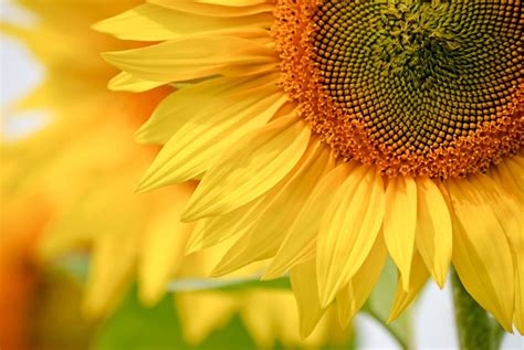 How To Grow Sunflowers By Sean Hemmer Dengarden