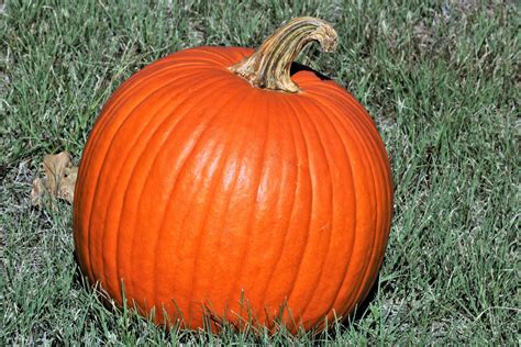 Pumpkin In Grass Free Stock Photo Public Domain Pictures
