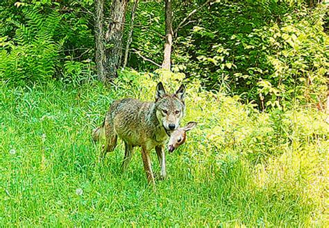 Michigan Dnr Changing The Process For How It Estimates The Wolf