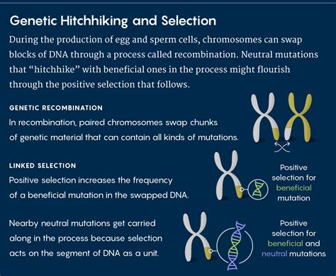 The Genetic Makeup Of An Individual Is Called His Her Saubhaya Makeup