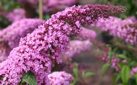 Buy Pink Delight Butterfly Bush Free Shipping Wilson Bros Gardens