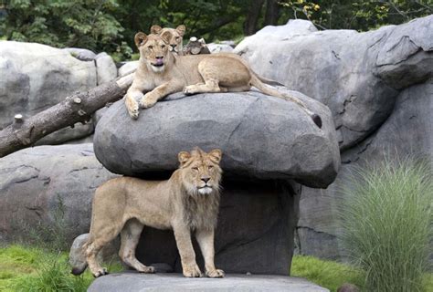 Select an animal type all animal types dogs and puppies cats and kittens small animals horses and farm animals. Predators Lions Portland Oregon zoo | Truly Hand Picked