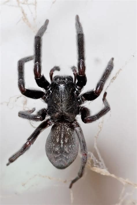 Photos Black House Spiders