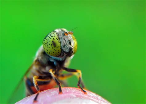Wonderful Capture Macro Photography of Insect Using Smartphone ...