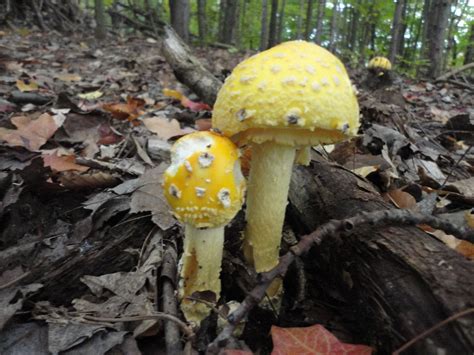 Wild Mushrooms In The Woods Of Michigan