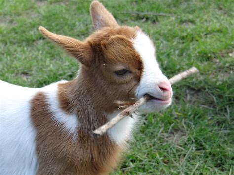 Cute Baby Goat By Celebangel On Deviantart