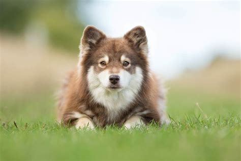 Complete Guide To The Finnish Lapphund Breedexpert Simplifying Dog