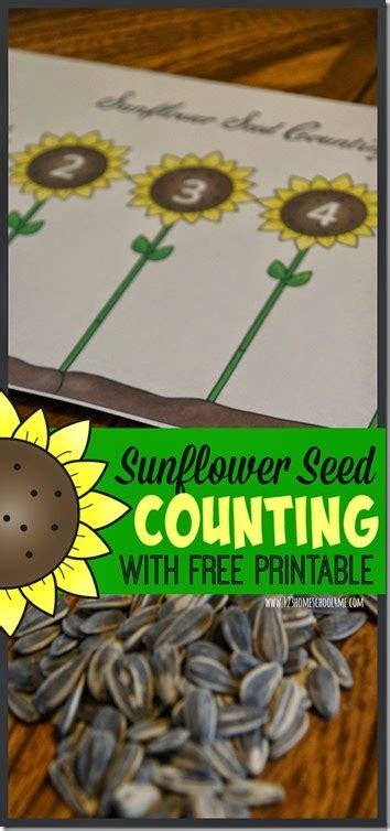 FREE Sunflower Seed Counting Activity | Free Homeschool Deals