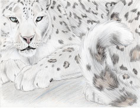 Snow Leopard Majesty By Mysteriouswhitewolf On Deviantart
