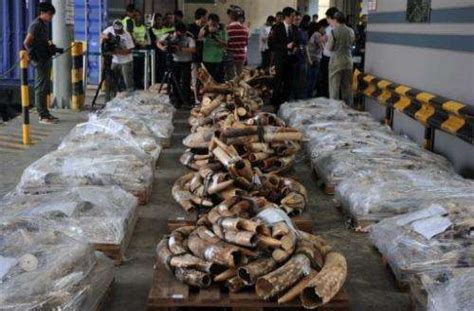 Hong Kong Customs Seize Four Tonnes Of Smuggled Ivory
